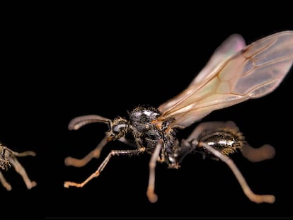 Messor ibericus hormiga