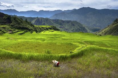 La terrazas de arrozales esculpidas hace dos mil años por los 'ifugao', la etnia local, en la remota cordillera al norte de Filipinas están considerados por muchos como la octava maravilla del mundo.