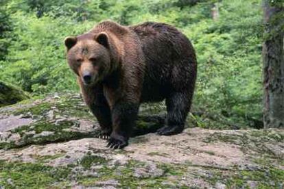 En Cantabria y Galicia se ha aprobado el plan de recuperación del oso pardo.