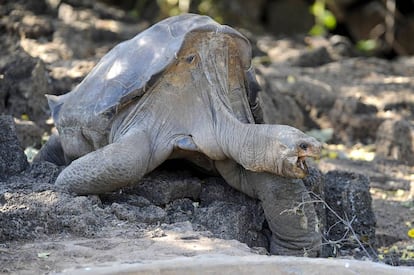 George el Solitario en el centro de cría de Puerto Ayora de las islas Galápagos (Ecuador) en 2009.