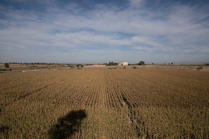 Campos de maíz en la entrada de Ivars d'Urgell (Lleida)