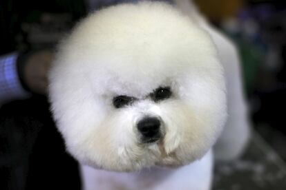 Un perro de la raza bichón frise es peinado momentos antes de participar en el concurso de belleza canina Westminster Kennel Club, celebrado en Nueva York (Estados Unidos).