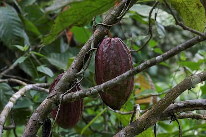 Cacao en una finca de cocoa en Azaguie (Costa de Marfil). 