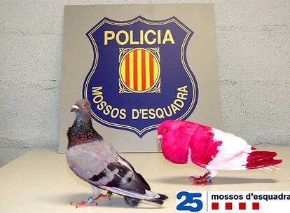 Imagen facilitada por los Mossos d&#39;Esquadra de dos palomas pintadas por Jonathan G.F.