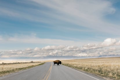 Una isla rodeada de sal Antelope Island (Utah, EE UU). A primera vista, el Gran Lago Salado parece un escenario poco probable para la vida silvestre. Rodeado por un desierto árido, este lago americano que domina el norte del estado de Utah, tiene una salinidad tan alta que puede albergar poca vida aparte de camarones en salmuera y algas. Y, sin embargo, incluso aquí, la vida encuentra la manera de florecer. Si nos adentramos en el lago, en la isla de Antelope hay docenas de manantiales de agua dulce alrededor de los que viven animales enormes como bisontes, ciervos y corderos cimarrones, y también antílopes berrendos, el mamífero terrestre más rápido del hemisferio occidental. Totalmente protegida como un parque estatal, esta isla es perfecta para disfrutar de actividades al aire libre: senderismo, ciclismo de montaña o paseos a caballo por unos 70 km de senderos. También se puede dormir bajo las estrellas y ver vestigios del viejo Lejano Oeste, por ejemplo en el Fielding Garr Ranch. En el norte de la isla, en Bridger Bay, una larga playa nos permitirá darnos un chapuzón en el Gran Lago Salado. Y si queremos tener buenas vistas, solo tenemos que seguir el Frary Peak, un sendero de ida y vuelta de 11 km que lleva al punto más alto de Antelope, con vistas de 360 grados del lago y otras islas.