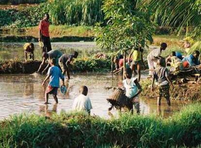Niños procedentes de diversos países africanos reconstruyen diques de un arrozal en Costa de Marfil.