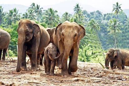 Elefantes en Kegalle, cerca de Kandy.