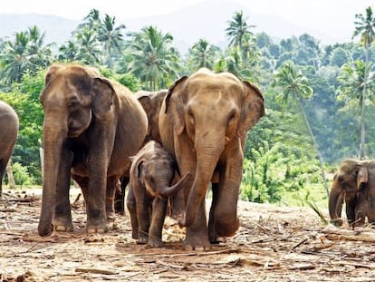 Elefantes en Kegalle, cerca de Kandy.