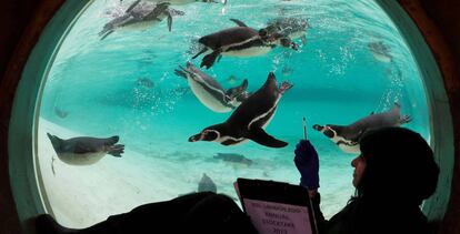 Una empleada del Zoo de Londres cuenta a los pingüinos de Humboldt en su recinto en el Zoo en Londres (Reino Unido).