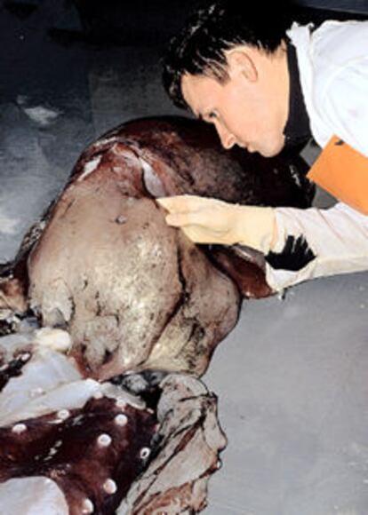 Un científico inspecciona los restos del calamar gigante.
