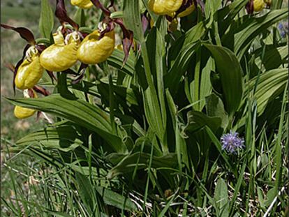 La 'Cypripedium calceolus' es una de las plantas más bellas de la flora pirenaica.
