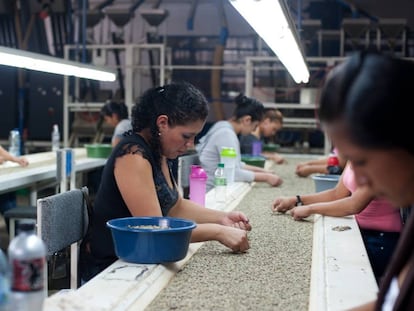 Industria cafetalera en Guatemala.