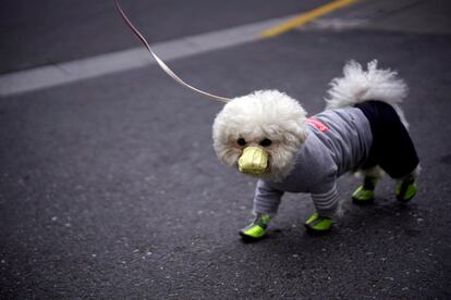 Un perro pasea con una mascarilla en una calle de Shanghái (China).