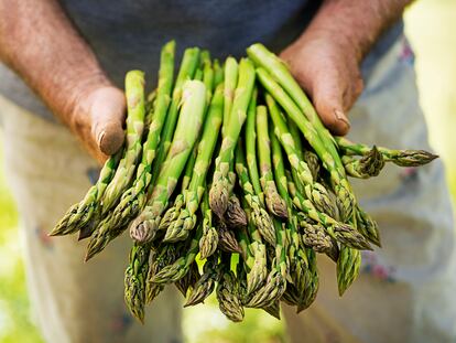 Asparagus in hands of a farmer