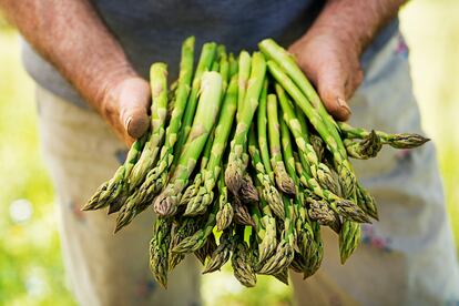 Asparagus in hands of a farmer