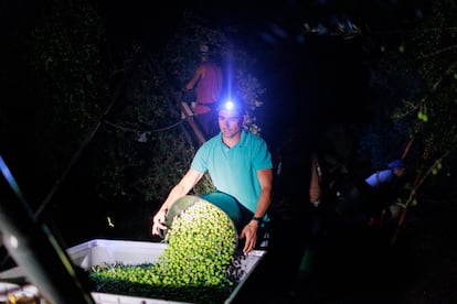 Miguel Ángel Morillo de la cooperativa agrícola Morillo, es el encargado en la finca La magdalena, de Morón de la Frontera.