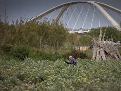 Un campo de alcachofas en El Prat de Llobregat.