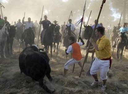 Durante el Toro de la Vega de Tordesillas (Valladolid) los hombres llevan al animal a campo abierto, donde lo alancean.
