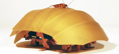 CRAM, el robot cucaracha de la Universidad de Berkeley, comparado con su modelo, la cucaracha roja.