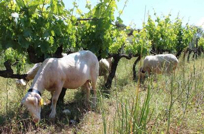 Agricultura