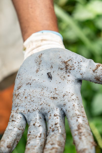 El picudo del plátano, una plaga de las plantaciones en las Antillas.