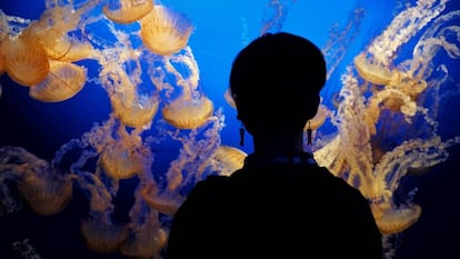 Una mujer observa medusas en el Zoo y Acuario Omaha's Henry Doorly de Omaha, Estados Unidos