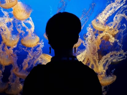 Una mujer observa medusas en el Zoo y Acuario Omaha's Henry Doorly de Omaha, Estados Unidos