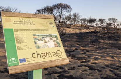 Dos de los tres focos del incendio forestal declarado en el término municipal de Moguer (Huelva) en la tarde-noche de este sábado están a esta hora de este lunes perimetrados y los equipos de extinción trabajan para acotar un tercero, según han informado desde el dispositivo del Plan Infoca. En la imagen, paraje de la Cuesta de Maneli tras el incendio, el 26 de junio de 2017.