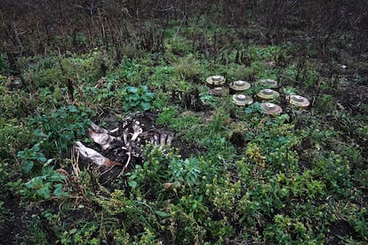 Tras la ocupación rusa de la granja Agrosvit de Shestakove, las tropas del Kremlin dejaron los campos sembrados de minas que ya han causado la muerte a algún animal (como el de la foto).