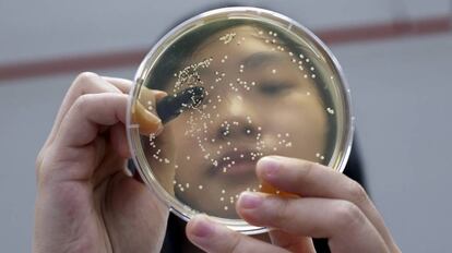 Una investigadora trabajando con placas de Petri. 