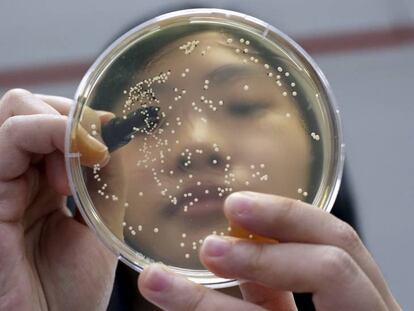 Una investigadora trabajando con placas de Petri. 