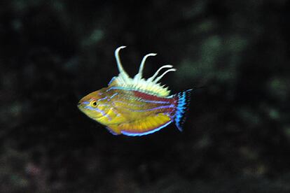 A la importancia científica del descubrimiento se suma la belleza y colorido de algunas especies encontradas, como este Paracheilinus walton.