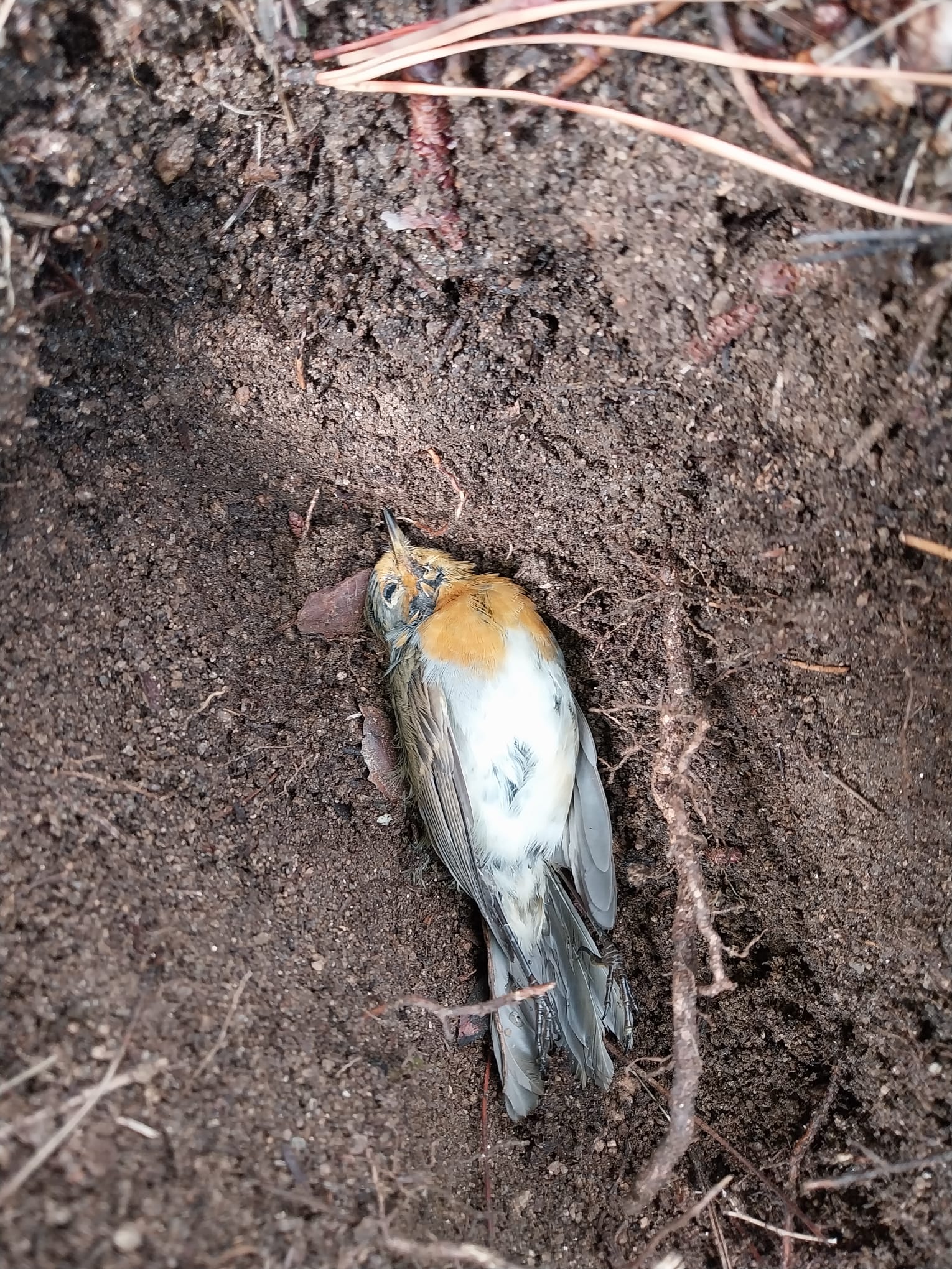 El cementerio de los pájaros