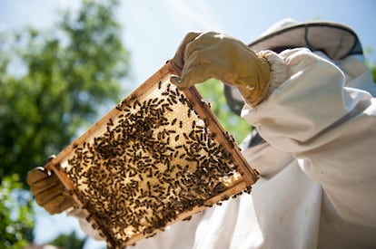 Imagen de archivo de una inspección de abejas.
