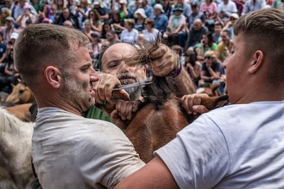  'Aloitadores' bregan con un caballo mientras le cortan la crin  en Sabucedo, Pontevedra.