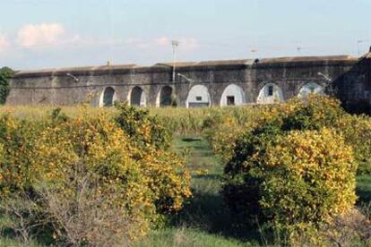 Huerto de naranjos en Alhaurín de la Torre, donde los agricultores están sufriendo pérdidas por la sequía.