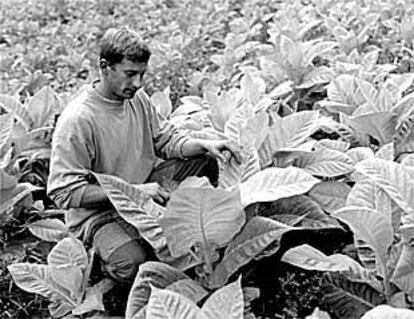 Un trabajador examina las plantas de una explotación de tabaco.