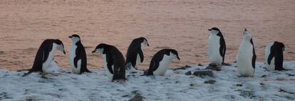 Grupo de pingüinos barbijos en la isla Livingston.