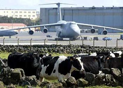 Un prado lleno de vacas frente a los aviones de transporte de la base de EE UU en las Azores.