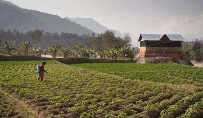 Un campo nepalí.