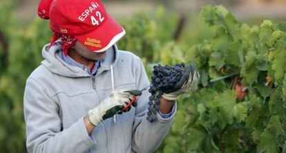 Una andaluza recoge uvas en una anterior campa&ntilde;a francesa.