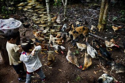 Oded Olmos Tibi y su hermano dando de comer a las gallinas y a los cerdos. Las familias de etnia Tacana, como la suya, viven de la cría de animales domésticos, de la caza y la pesca. También cultivan maíz y yuca con un sistema agroforestal que diversifica la cosecha y respeta el equilibrio ecológico del bosque. Comunidad de Portachuelo Medio, noreste de Bolivia.