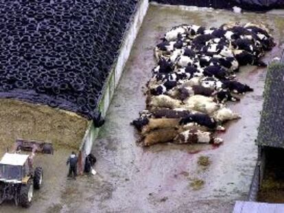 Las reses sacrificadas en la granja donde se ha registrado el primer caso de fiebre aftosa en Francia, ayer, poco antes de ser incineradas.