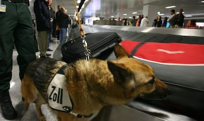 Perros olisquean las maletas en el aeropuerto de Fráncfort.