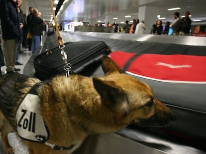 Perros olisquean las maletas en el aeropuerto de Fráncfort.