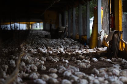 Gallinas en una granja a las afueras de Buenos Aires (Argentina), este lunes.