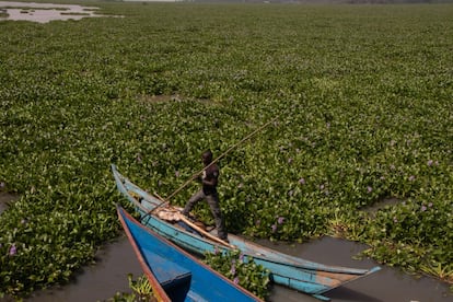 Un pescador maniobra entre jacintos de agua, una planta invasiva que está acabando con el pescado en la sección keniana del lago Victoria.