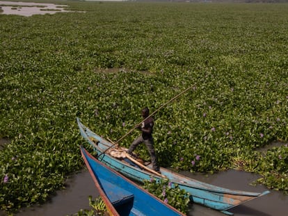 Un pescador maniobra entre jacintos de agua, una planta invasiva que está acabando con el pescado en la sección keniana del lago Victoria.