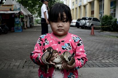 Uma criança indonésia posa com uma serpente em frente a uma loja de animais em Jakarta.