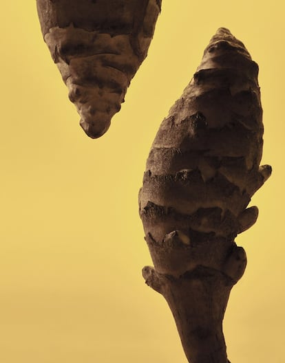 <p><b>Alcachofa de Jerusalén </p></b><p>También conocida como tupinambo, se trata en realidad de un tubérculo. En Europa se consumía de manera popular hasta que la patata la relegó a un segundo plano.</p>